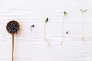 How do you take Seed Probiotics