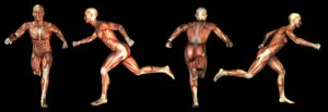 Muscles Do Kettledrum Swings Work